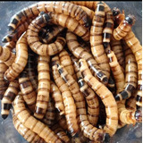 Tenebrio Gigante 50 Larvas