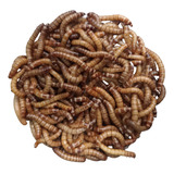 Tenebrio Molitor 1000 Larvas