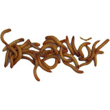Coruja
