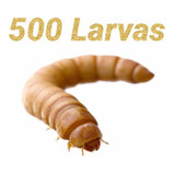 Larvas