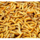Tenebrio Molitor 500 Larvas