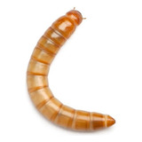 Larvas