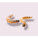 Tenebrio Molitor Larvas Vivas 100 Uni   Brinde 30 Uni 