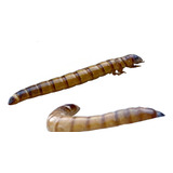 Larvas