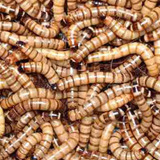 Tenebrios Gigante Larvas Vivas Pote Com 100 Unidades