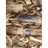 Tenebrios Gigantes 100 Larvas