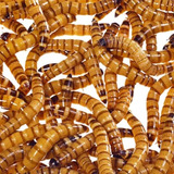 Tenébrios Gigantes 100 Larvas