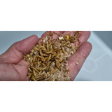 Tenebrios Molitor 1000 Larvas
