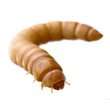 Farinha