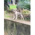Terrier Brasileiro Fox Paulistinha Macho Com Pedigree