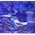 Tetra Neon Cardinal   Pacote C  10 Uni 