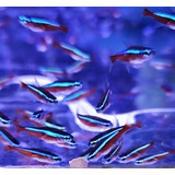 Tetra Neon Cardinal Pacote