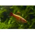 Tetra Tanicts Gold    tanichthys Albonubes  Pact C  10