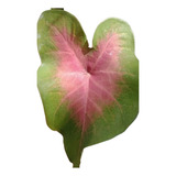 Tinhorão Bicolor Coração Rosa Caladium Bulbo