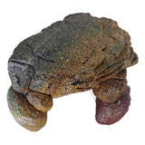 Toca Terrário Jabuti Répteis Tropical P