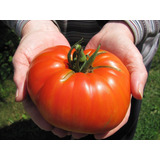 Tomate Gigante Beefsteak 40 Sementes Para Mudas Heirloom