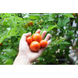 Tomate Tigerella Tradicional Heirloom Sementes Para Mudas