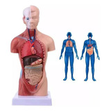 Torso 28 Cm 14 Partes Assexuado Corpo Humano   Orgãos   Top