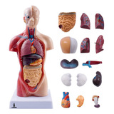 Torso Corpo Humano Assexuado