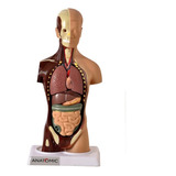 Torso De 28cm Assexuado 14 Partes Anatomia Do Corpo Humano