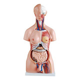 Torso Humano 45 Cm