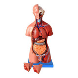 Torso Humano 45 Cm