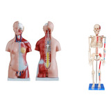 Musculares