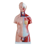 Torso Humano Anatômico Bissexuado Com 45cm