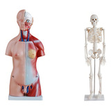 Torso Humano Bissexual 45 Cm Esqueleto 85 Cm