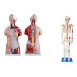 Musculares