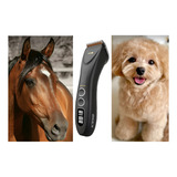 Cavalos