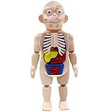 TOYANDONA Modelo De Corpo Humano Modelo De Anatomia Do Tronco Humano Modelo De Esqueleto Ferramentas De Demonstração De Sala De Aula Para Crianças