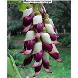 Trepadeira Jade Mucuna Macrocarpa exótica99 2 Sementes