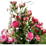 Trepadeira Rosa Pink Duas Lindas Mudas