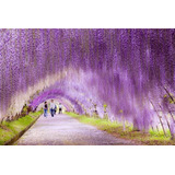 Trepadeira Sementes Glicinia Wisteria Sinensis Flor P Mudas