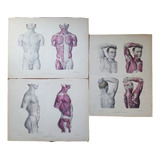 Três Litogravuras Homem Atlas Anatomia Medicina Paris 1865