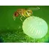 Trichogramma Microvespas   Controle Biologico
