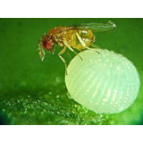 Trichogramma Microvespas   Controle Biologico