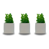 Planta