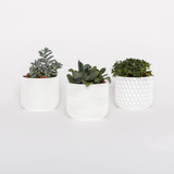 Trio De Vasos Para Suculentas Para Decoração
