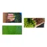 Trio Plantas Flutuantes Lentilha   Azolla   Wolffia 