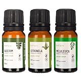 Trio Protetor Kit De Óleos Essenciais De Citronela Alecrim E Melaleuca 100 Puros Defesa Natural Proteção E Revitalização