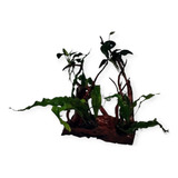 Tronco Natural Com Plantas