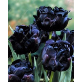Tulipa Negras Flor Rarissima