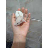Bicolor