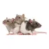 Twister Mercol Filhotes jovens Siames marten dumbo standard 