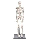 Tyenaza Modelo De Esqueleto Humano  Modelo De Esqueleto Humano De 85 Cm Com Suporte Ferramenta De Experimento Biológico Para Uso De Ensino Anatômico