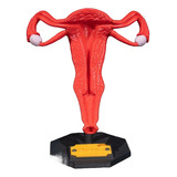 Utero Humano 3d 