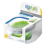Aquaplante