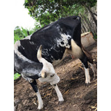 Vaca Prenha De 4